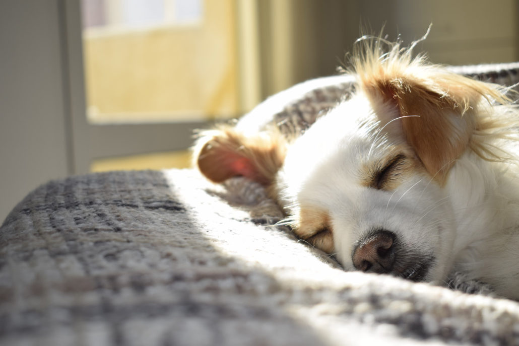 Estate Planning for Pets: Why It's Important and How You Can Do It